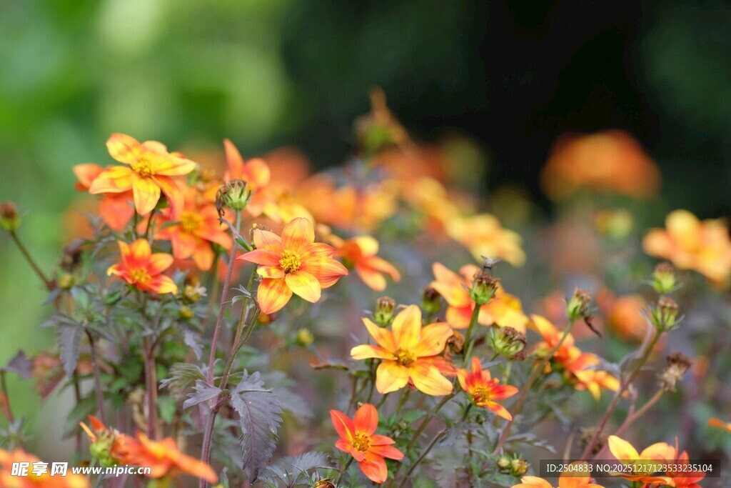 烂漫小黄花绽放于绿野