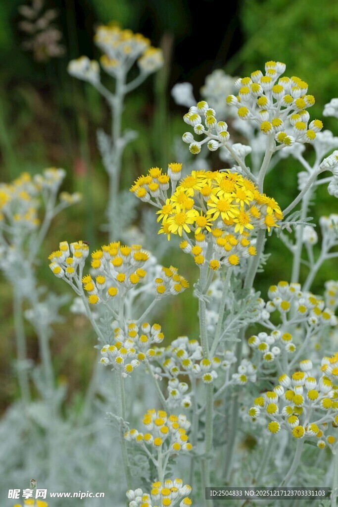 银叶菊丛中的黄色小花
