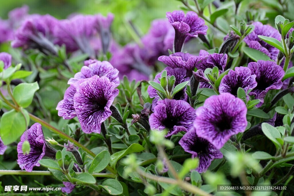 紫色矮牵牛绽放的美丽