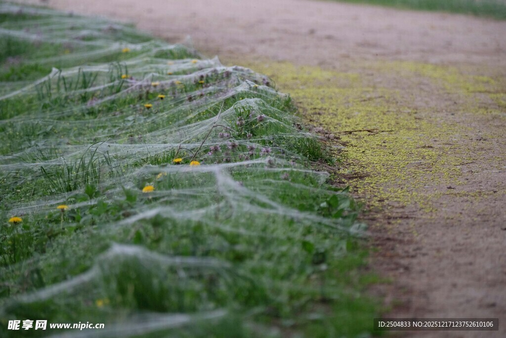 路边嫩绿草地与蛛网