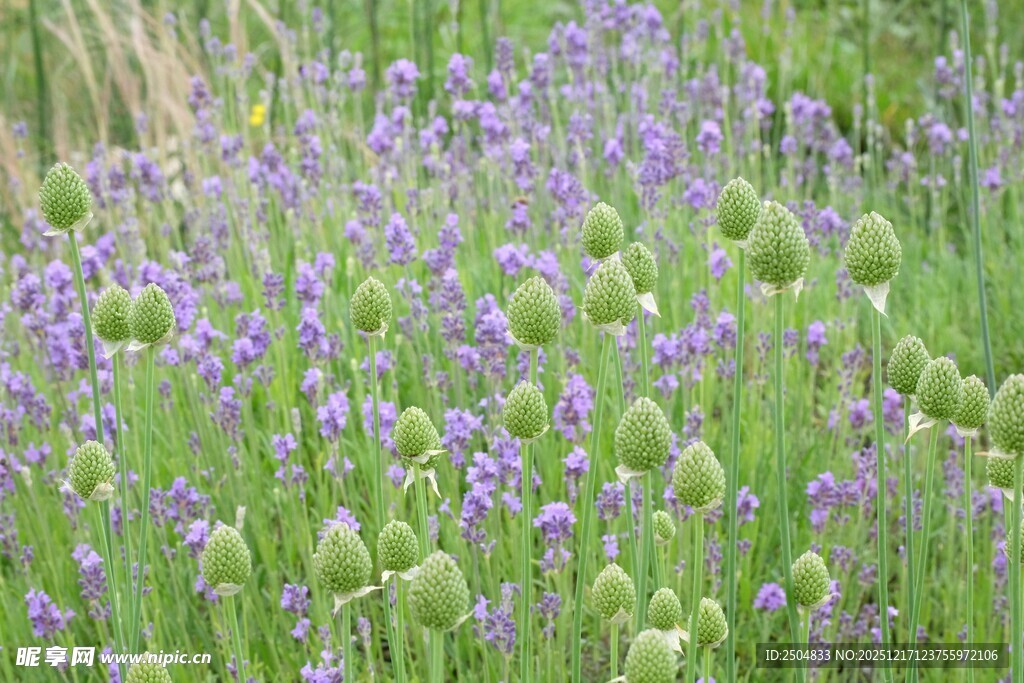 紫色花海 绽放的美丽