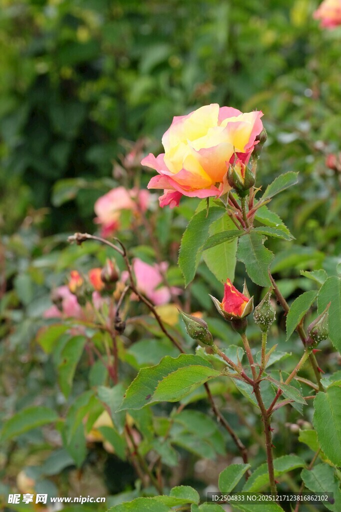 娇艳绽放的粉色月季花