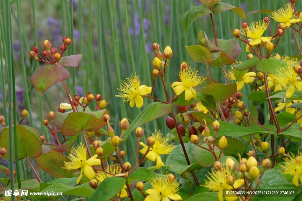 金黄小花绽放于绿植间