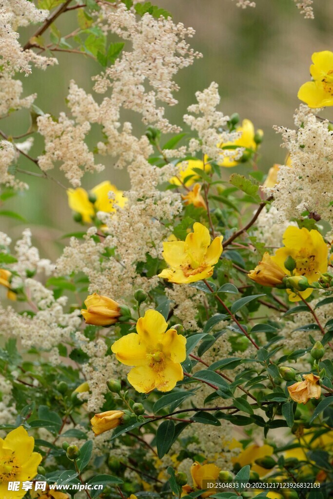 黄白花卉绽放美景