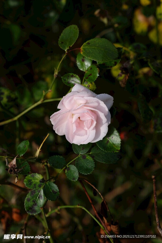 粉色蔷薇花特写