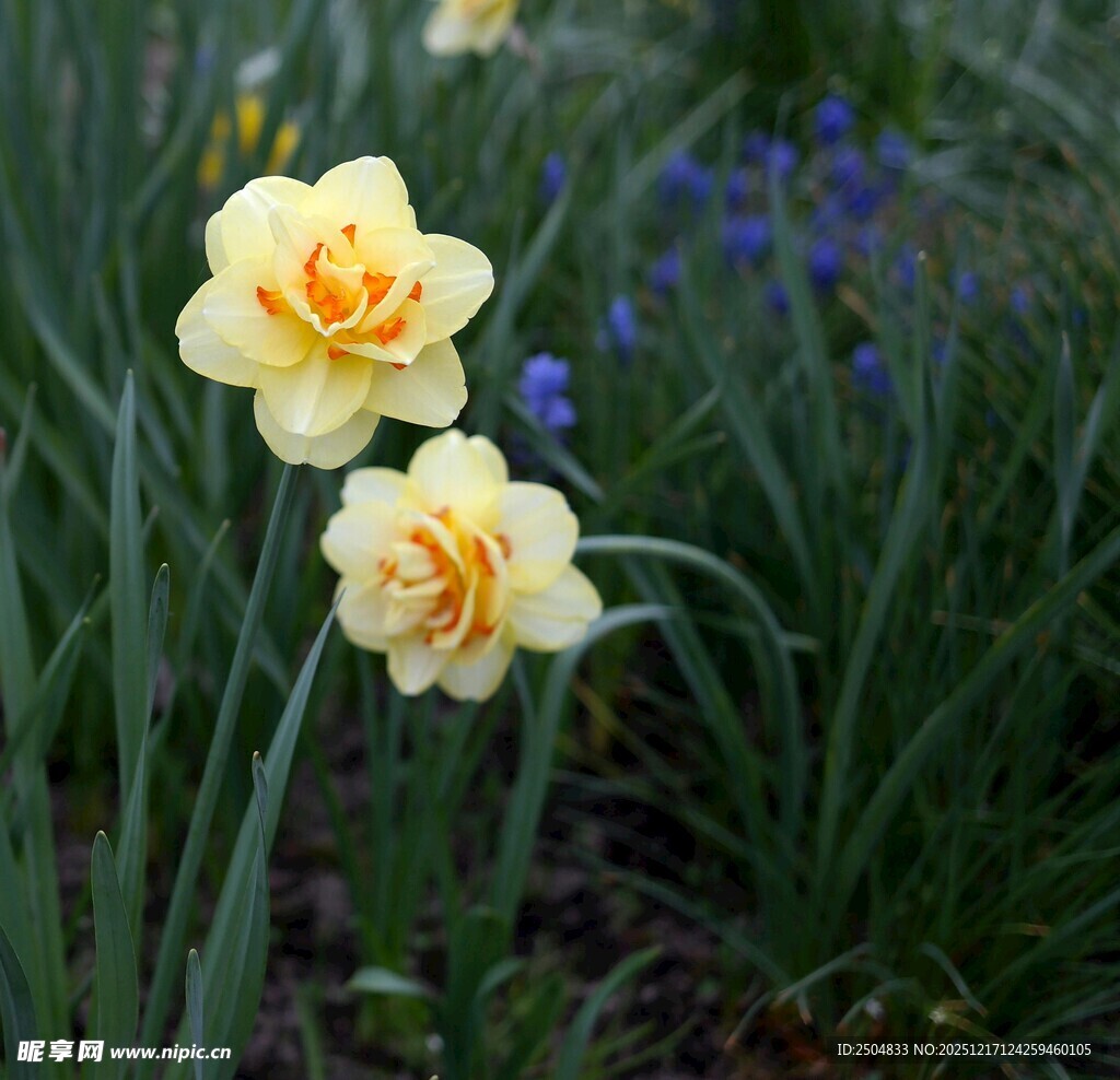 两朵绽放的黄色洋水仙