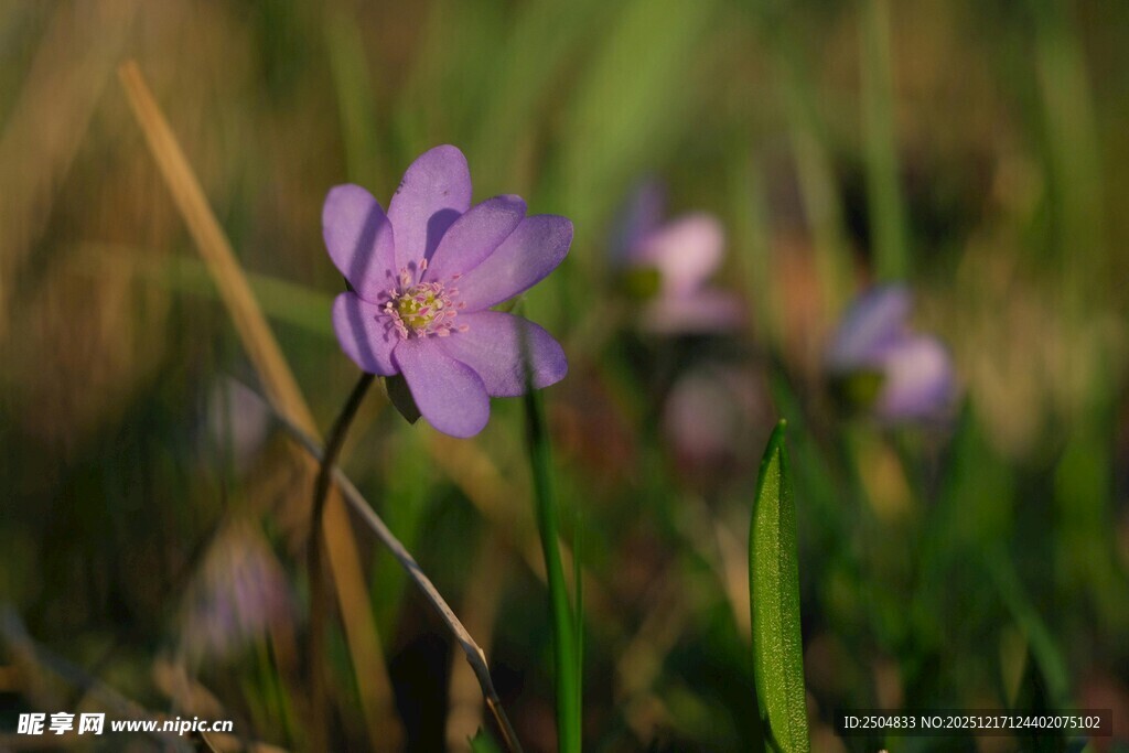 草丛中的紫色小花