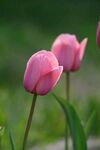 娇艳粉色郁金香绽放