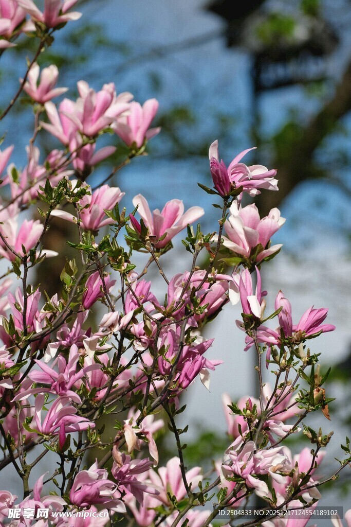 盛开的粉色玉兰花