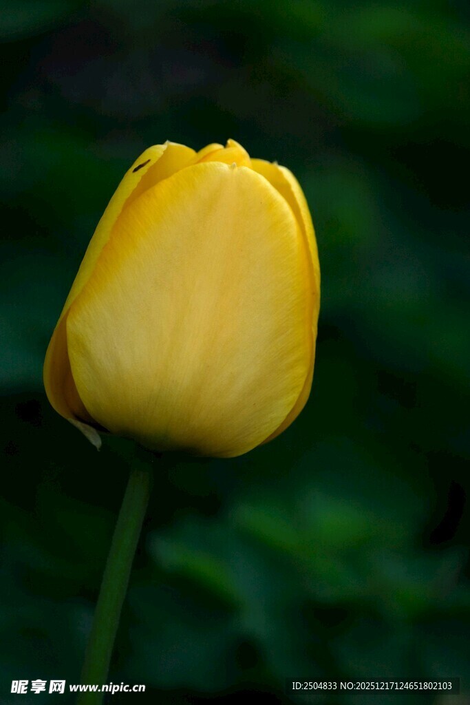 黄色郁金香特写