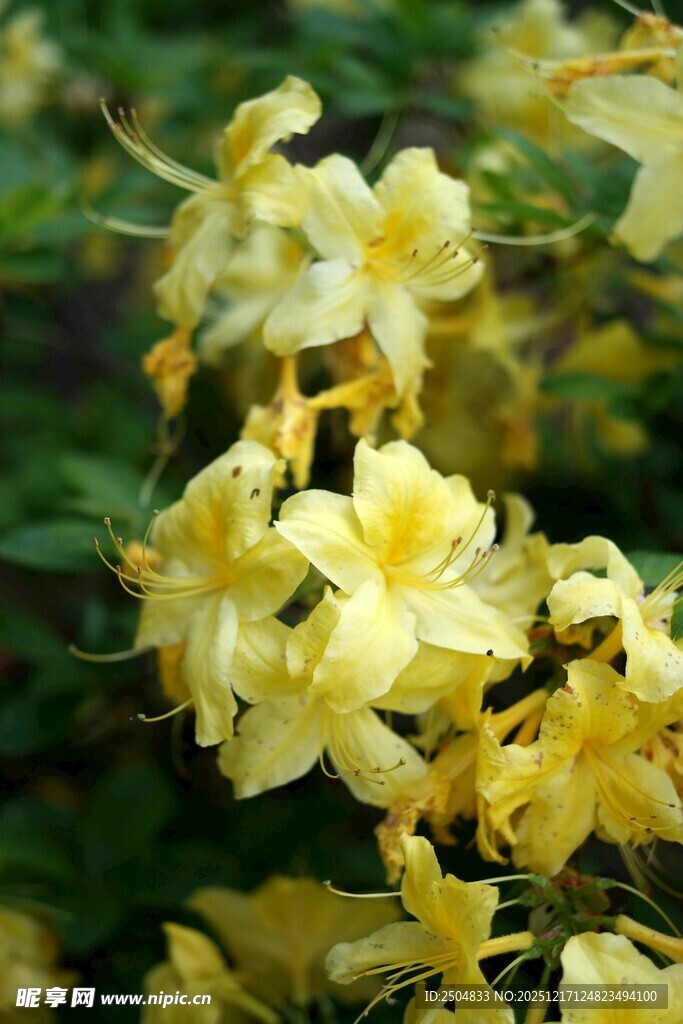 黄色杜鹃花特写