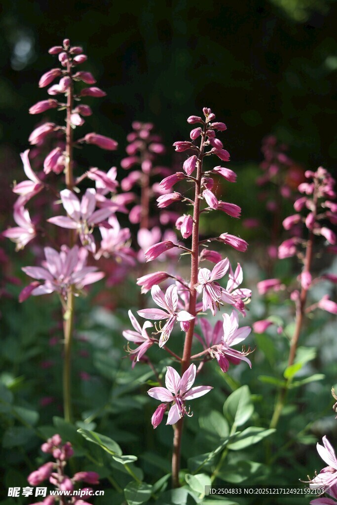 粉色花朵绽放的美丽植物