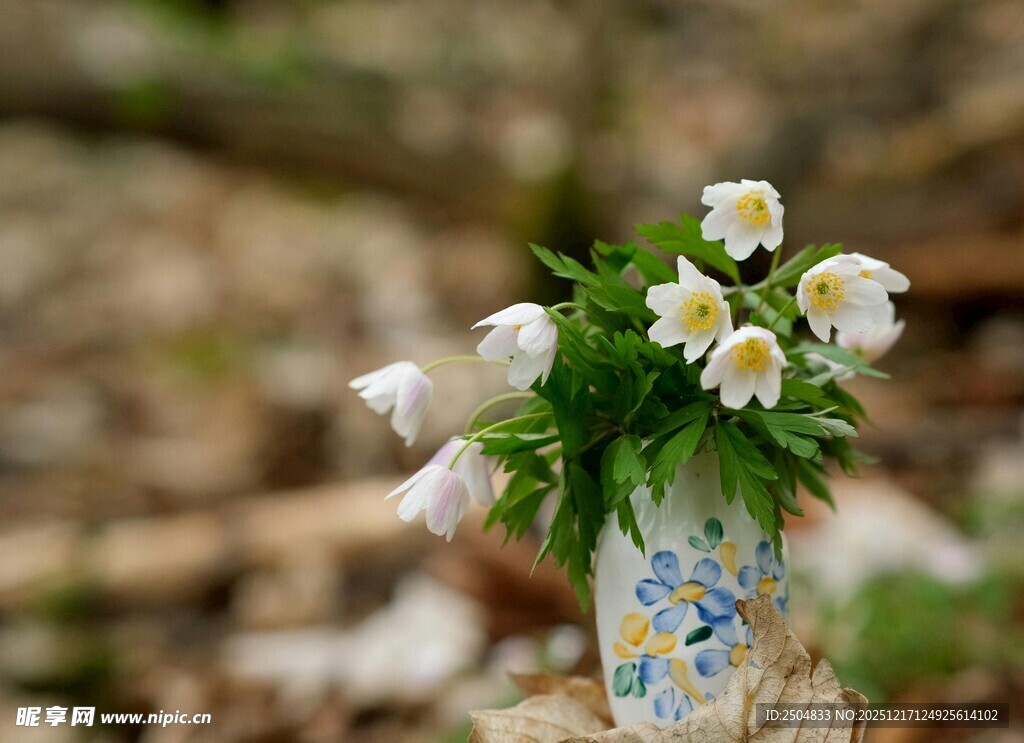 花瓶中绽放的清新小白花