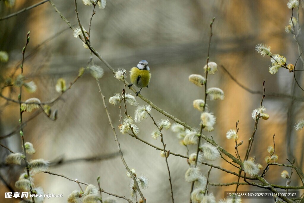 枝头小鸟栖于繁花间