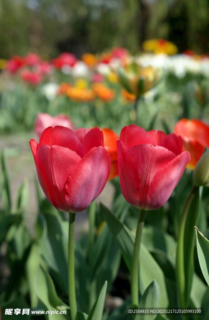 娇艳郁金香绽放于花丛中
