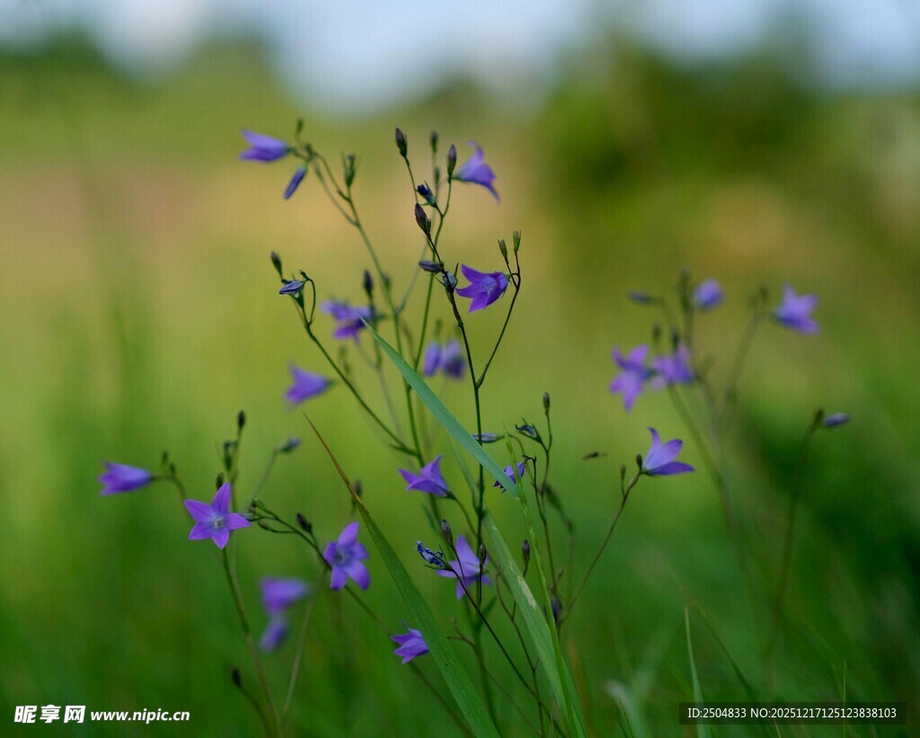 田野中的紫色小花
