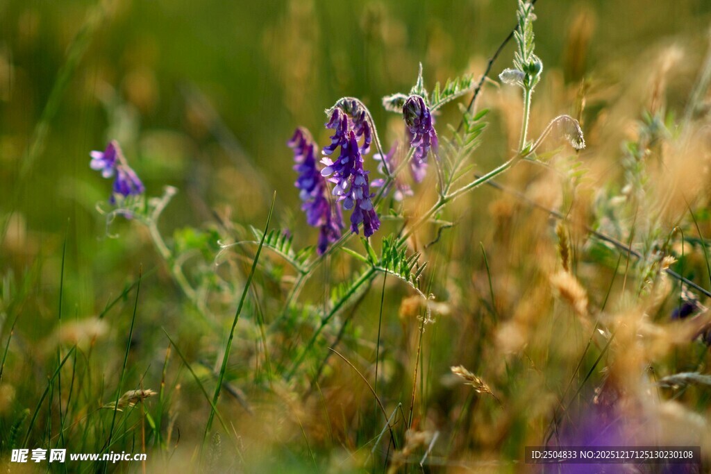 草丛中的紫色小花