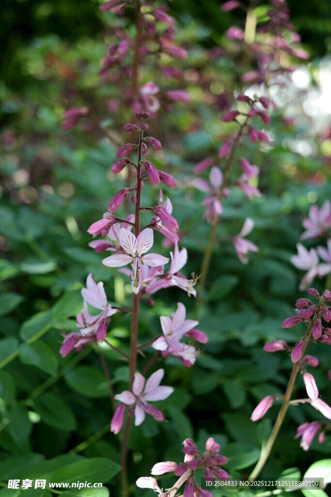 粉色小花绽放绿叶间