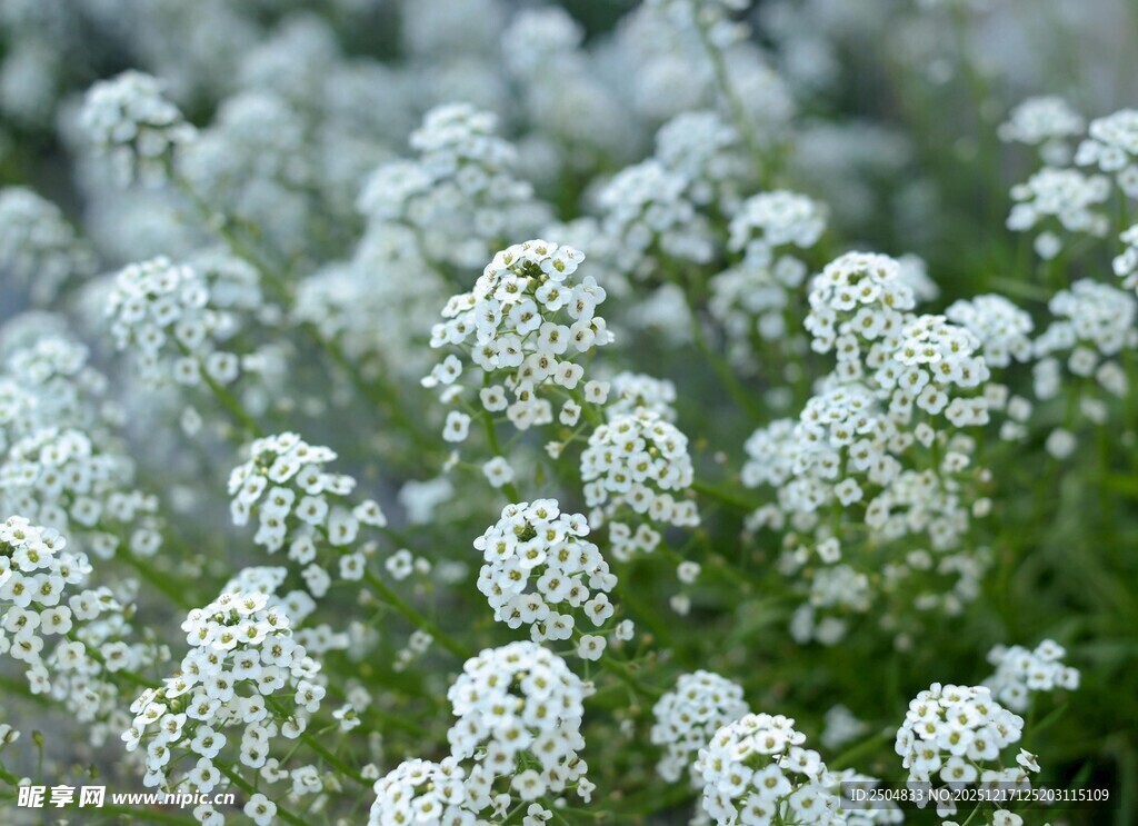 白色小花绽放的美丽景象