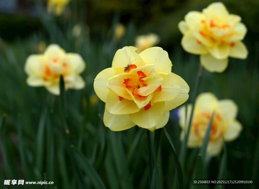 黄色水仙绽放于绿丛中