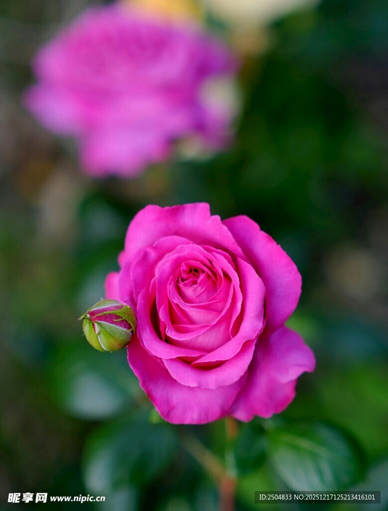 娇艳玫红玫瑰绽放