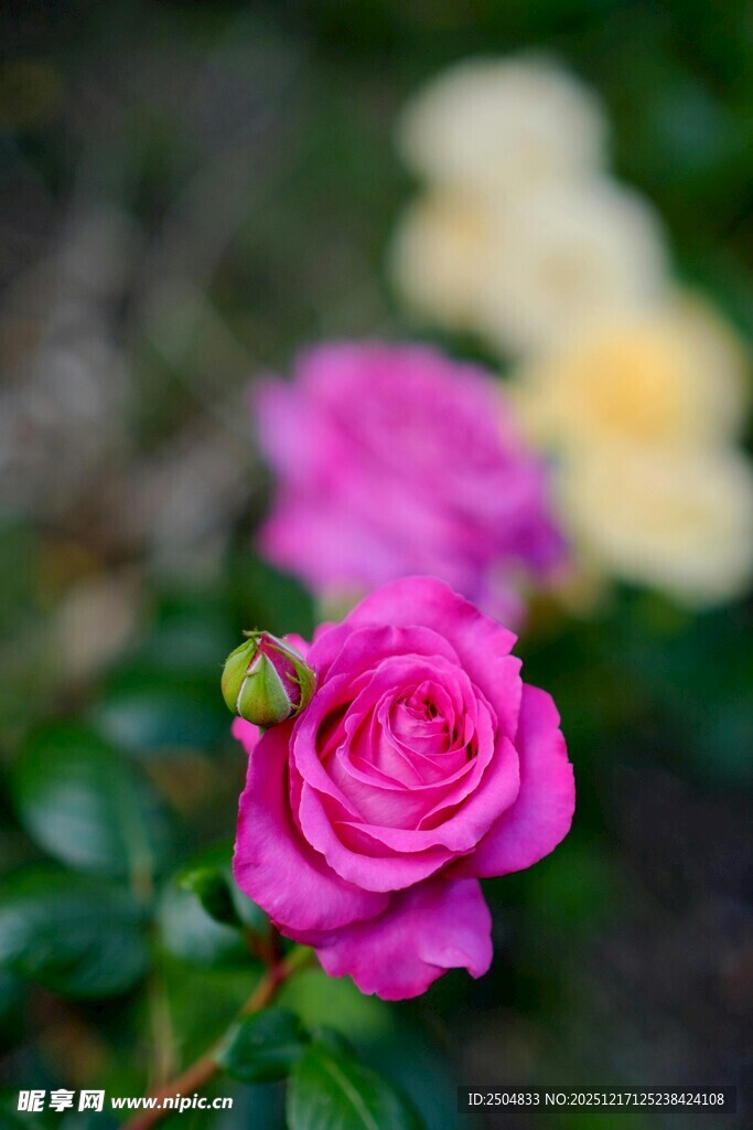 娇艳绽放的粉色小玫瑰花