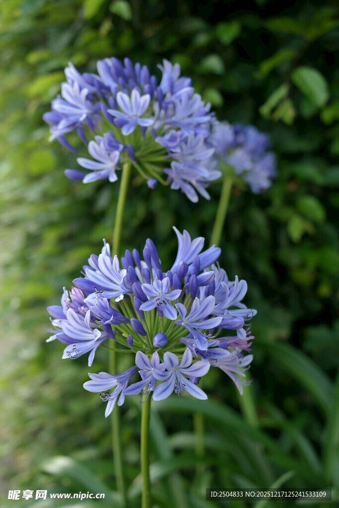 蓝紫色百子莲绽放于绿野