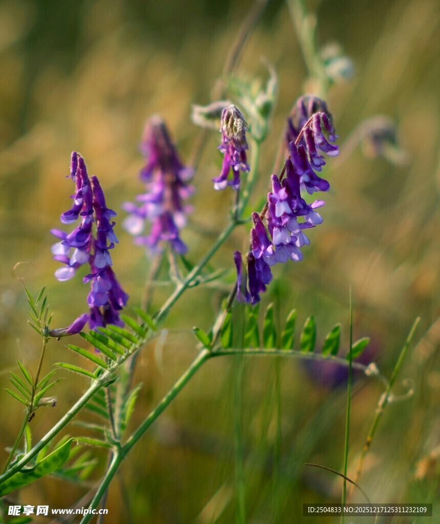 紫色野花绽放于草地