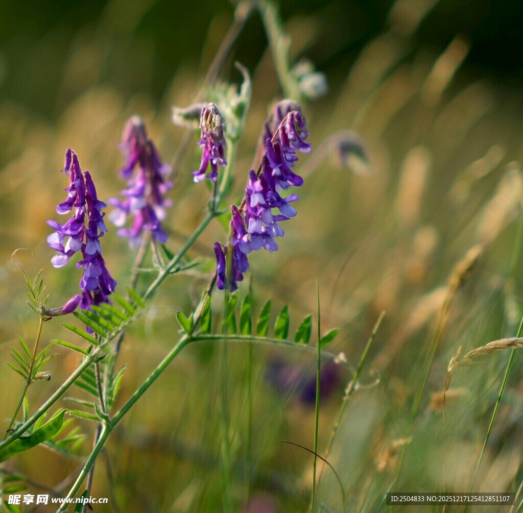 野外紫色小花绽放