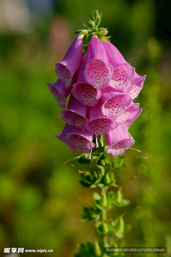 紫色毛地黄花特写