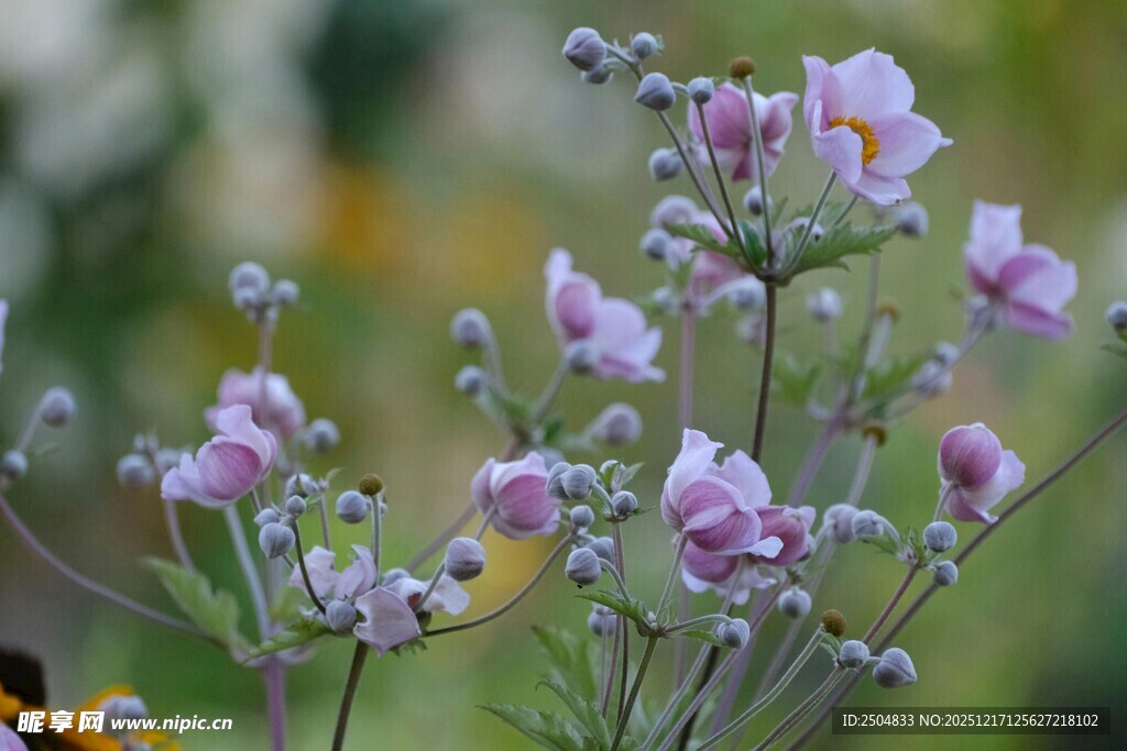 淡紫色小花绽放生机