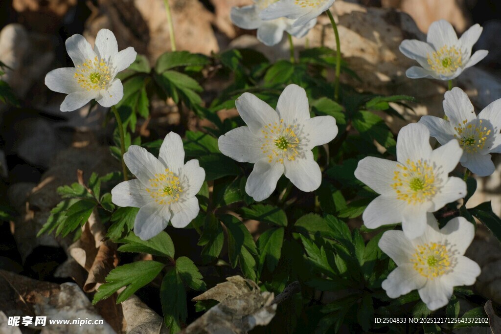 白色花朵绽放于绿叶间