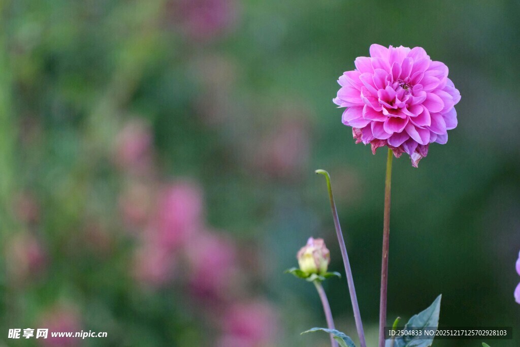 娇艳大丽花绽放于绿野