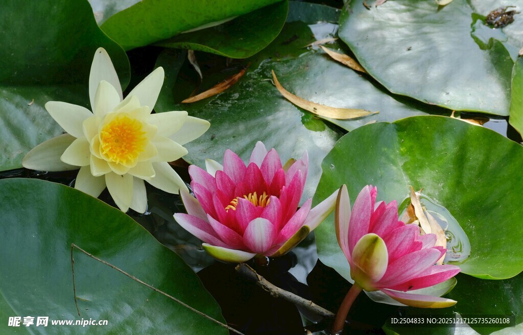 娇艳睡莲绽放于绿叶间