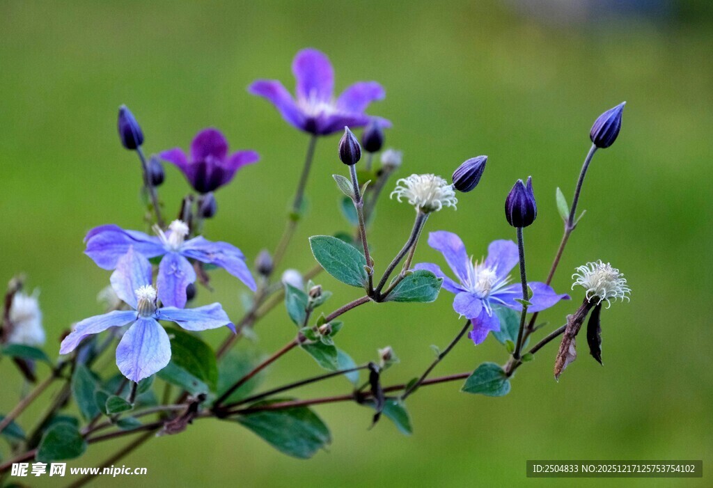紫色小花绽放于枝头