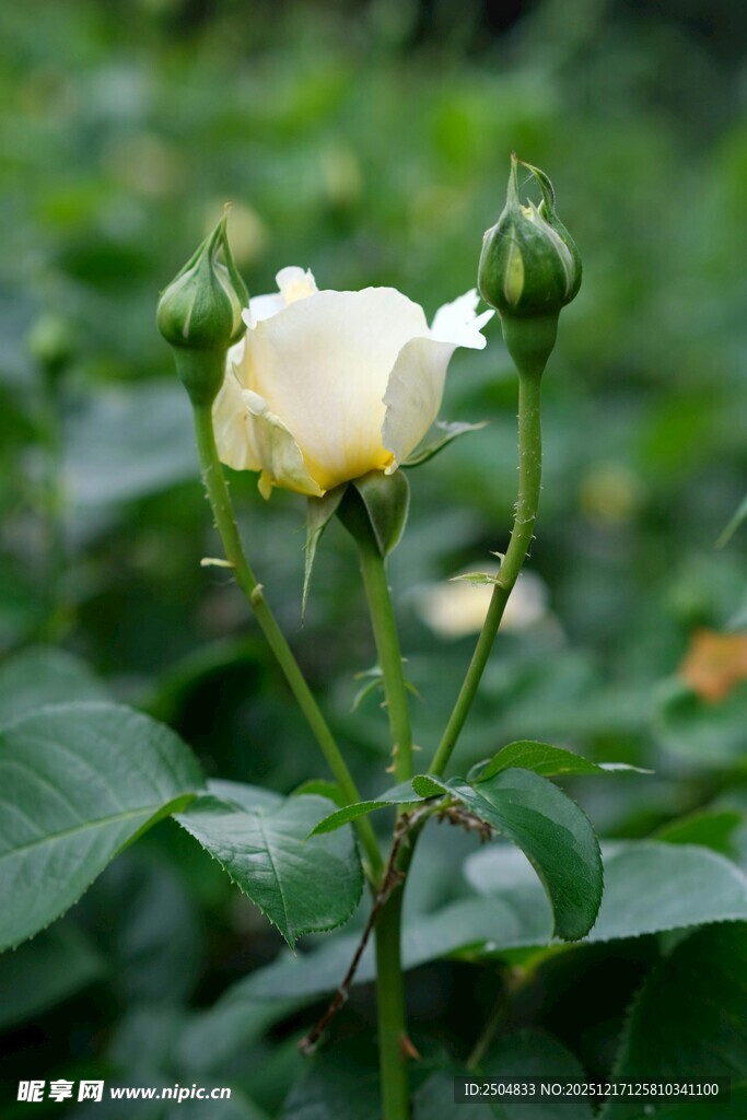 含苞待放的白色月季花