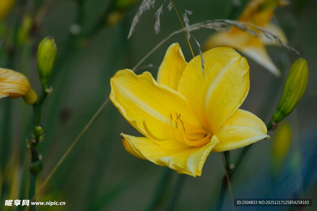 绽放的黄色萱草花