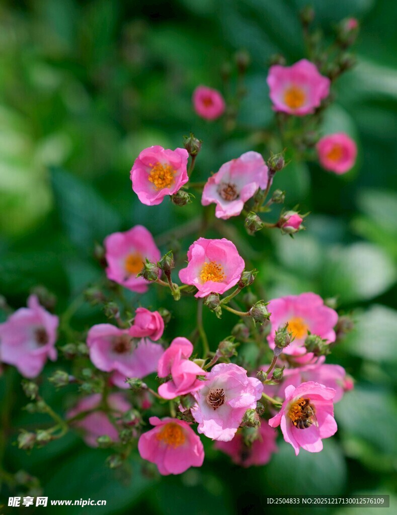 粉色娇艳小花绽放