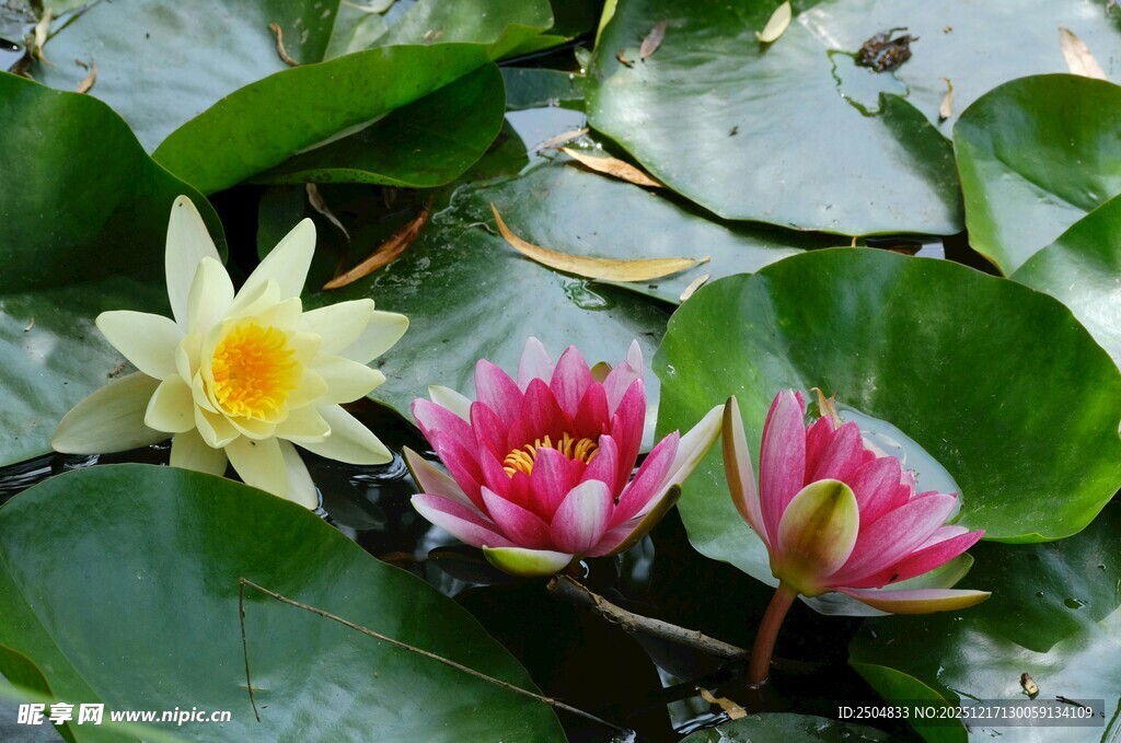 水中绽放的美丽睡莲