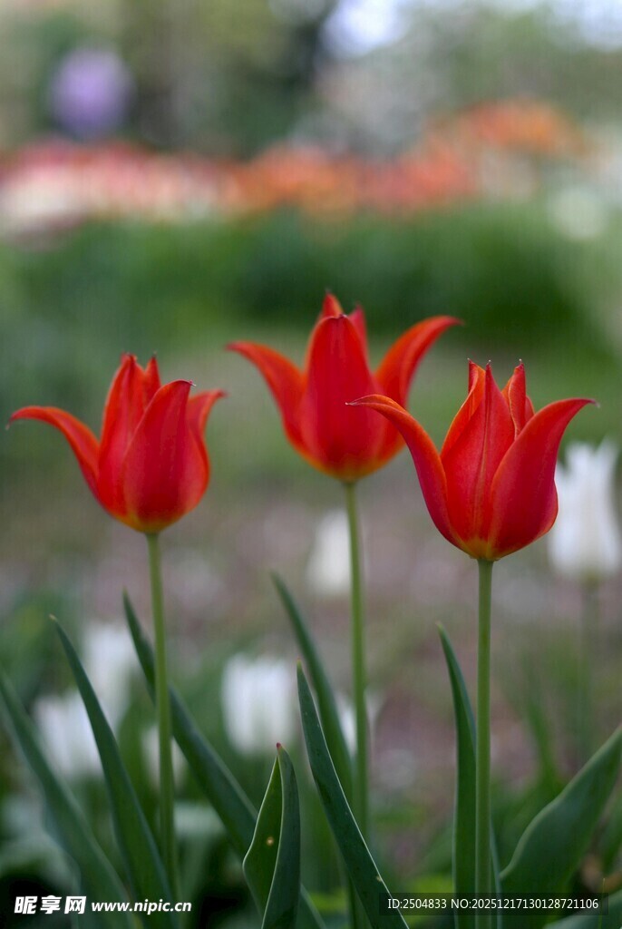 三朵娇艳红色郁金香
