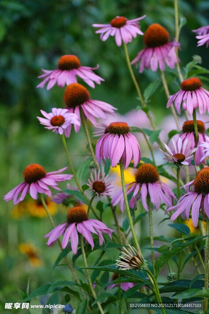 紫锥菊绽放于绿意之中