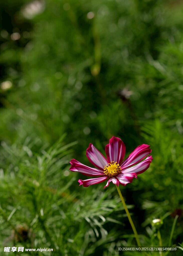 娇艳波斯菊绽放于草丛
