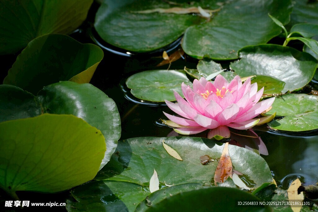 粉色睡莲绽放于绿叶间