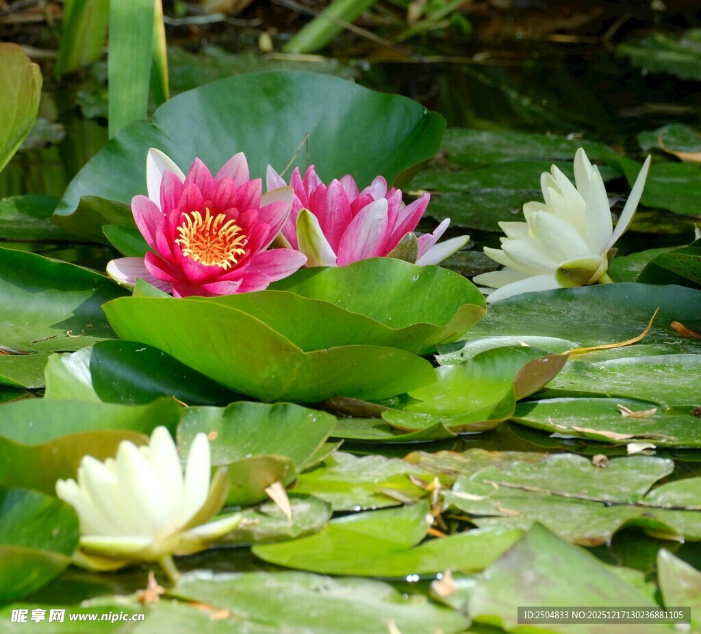 水中绽放的美丽睡莲
