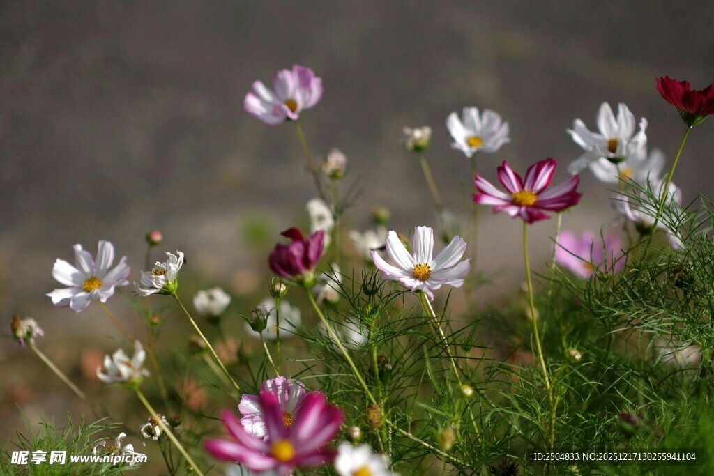 多彩波斯菊绽放于草地