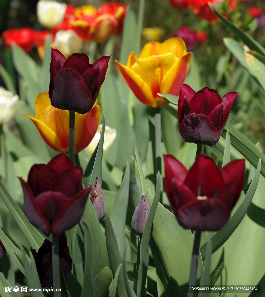 多彩郁金香绽放美景