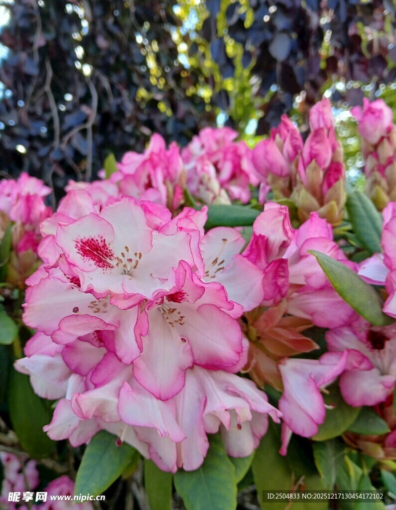 娇艳粉色杜鹃花绽放