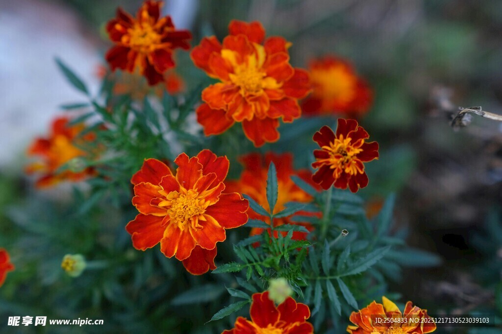 鲜艳橘红万寿菊绽放