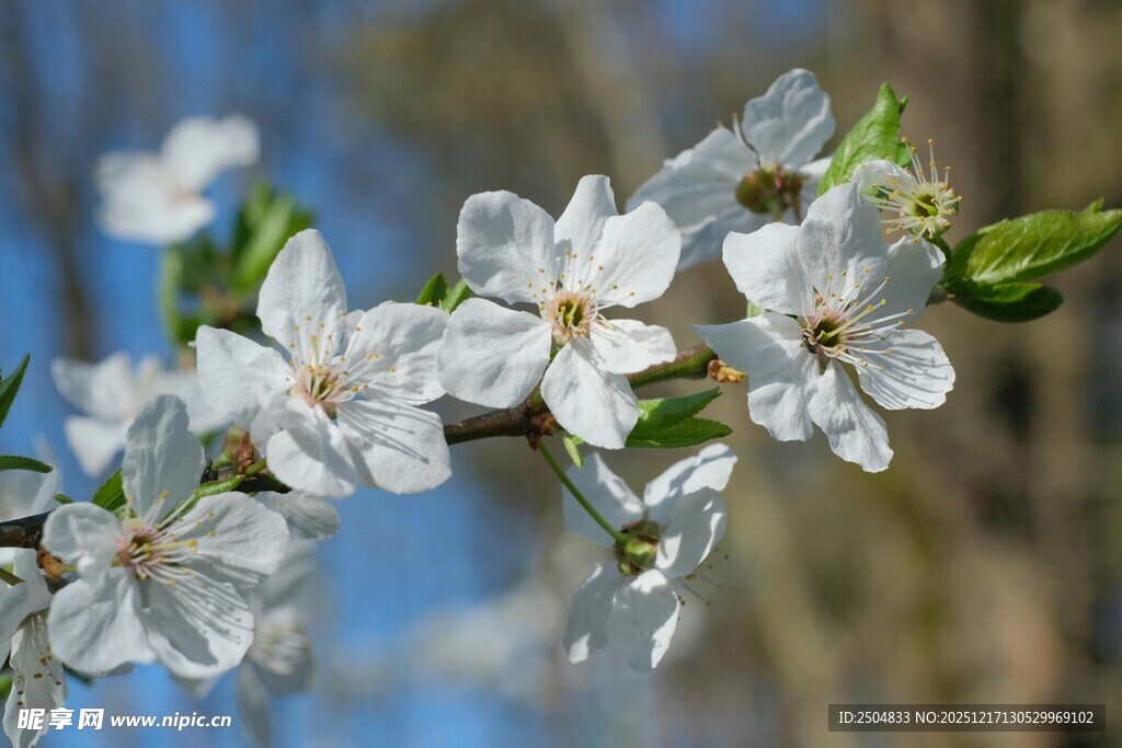 枝头绽放的洁白花朵