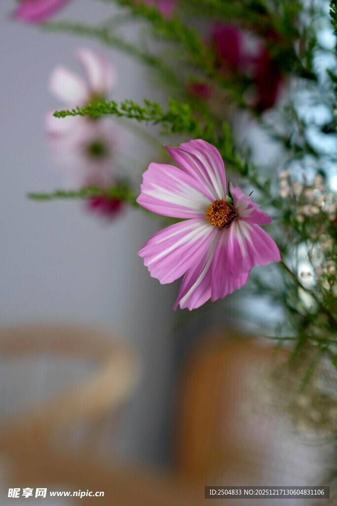 粉色娇美花朵特写